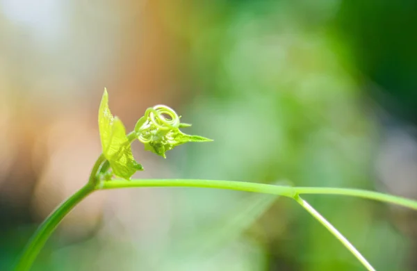 Nieuwe plant groeit op natuur groene achtergrond wazig — Stockfoto