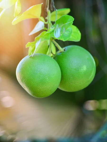 Pomelo vrucht op tak boom natuur achtergrond / Green grapefruit — Stockfoto