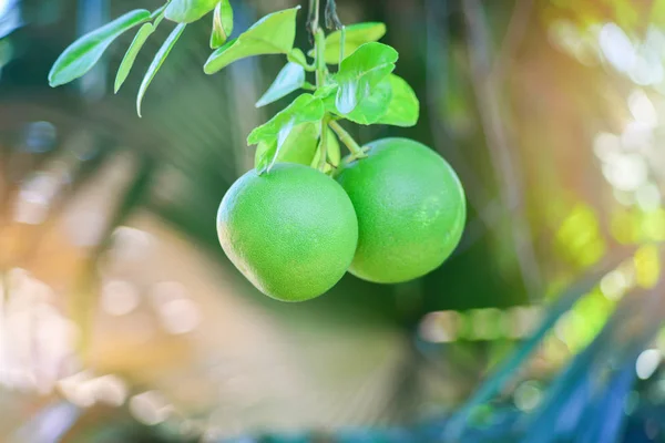 Pomelo fruta sobre rama árbol naturaleza fondo / Toronja verde —  Fotos de Stock