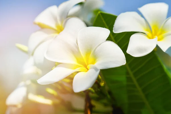 Fiori di frangipani bianchi e gialli o fiori di plumeria in fiore — Foto Stock