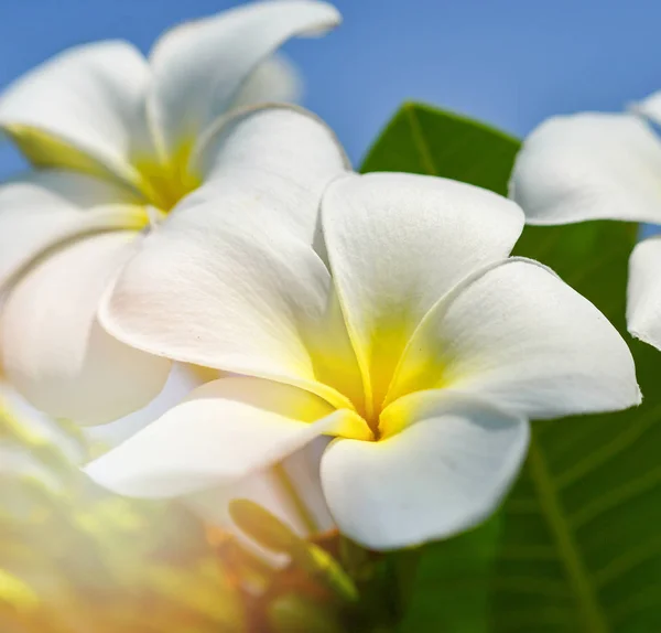 Fiori di frangipani bianchi e gialli o fiori di plumeria in fiore — Foto Stock