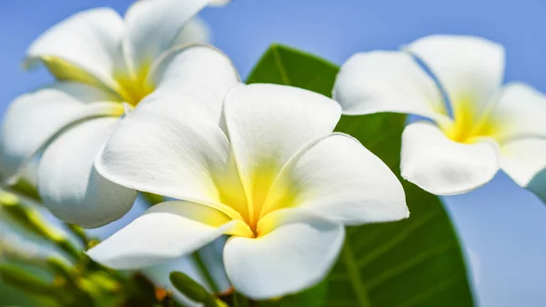 Fiori di frangipani bianchi e gialli o fiori di plumeria in fiore — Foto Stock