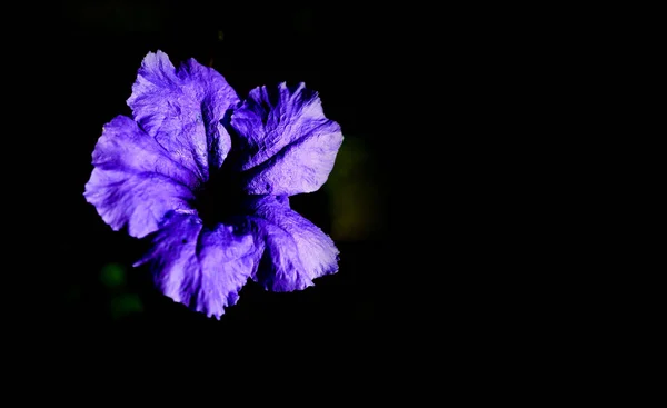 Άνθος λουλούδι tuberosa μοβ ruellia σχετικά με το σκούρο μαύρο backgro — Φωτογραφία Αρχείου