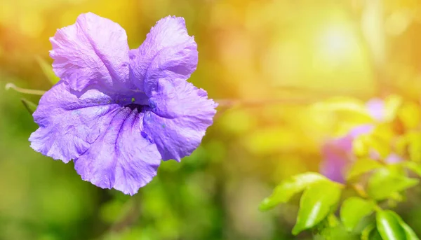 Lila Ruellia tuberosa Blüte im Frühlingsgarten zurück — Stockfoto