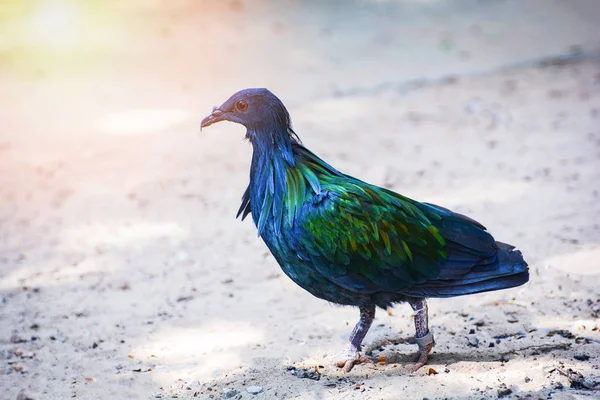 Nicobar duif duif wild dier vogel staande op grond / Co — Stockfoto