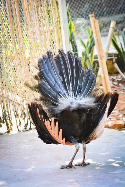Peahen ženské Páv krásné ptačí peří ven ukazuje barevné — Stock fotografie