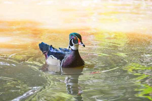 Krásné mužské dřevo kachny plovoucí plavání v rybníku v t — Stock fotografie