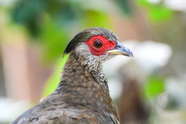 Cabeza de fuego femenino siamés en la naturaleza fauna hermosa chi — Foto de Stock