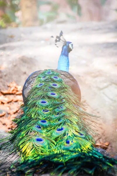Belas penas de pavão masculino mostra cauda colorida na fazenda — Fotografia de Stock