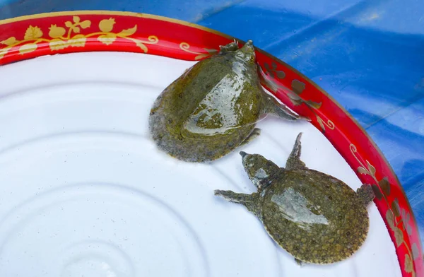 Niedliches Tier Baby kleine chinesische Weichschildkröte Süßwasser in — Stockfoto