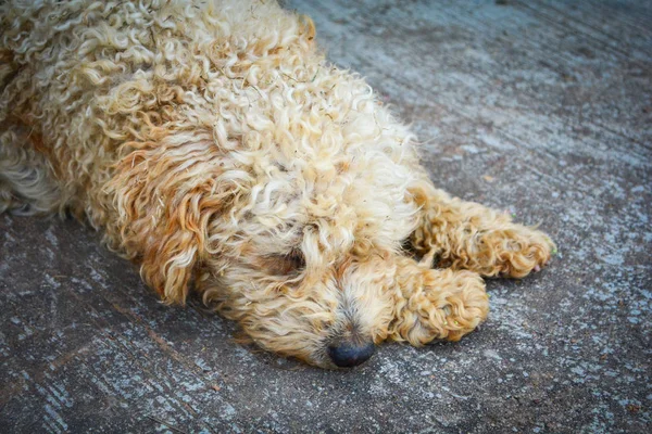 Lonely dog homeless sleep on floor street / Animal be sad dog sl