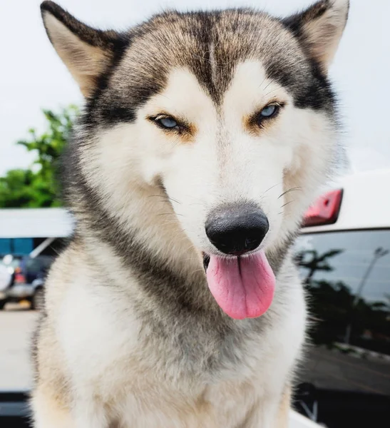 Primer plano de la cara lengua de perro Husky siberiano —  Fotos de Stock