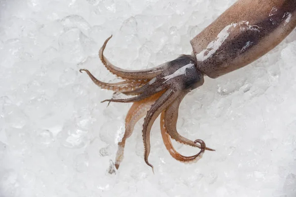Καλαμάρι φρέσκο ωμό σε πάγο στον ωκεανό θαλασσινά γκουρμέ εστιατόριο — Φωτογραφία Αρχείου