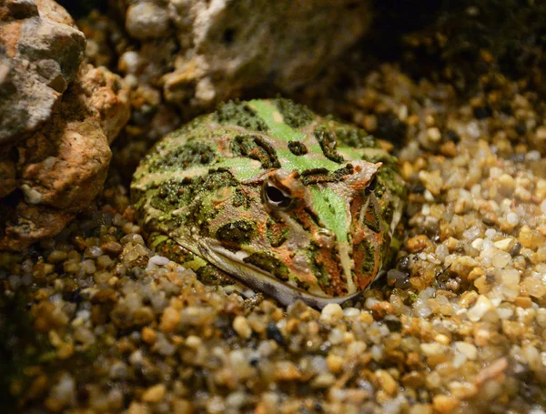 Zbliżenie zielony żaba rogata lub Ukryj żaba rogata na r — Zdjęcie stockowe
