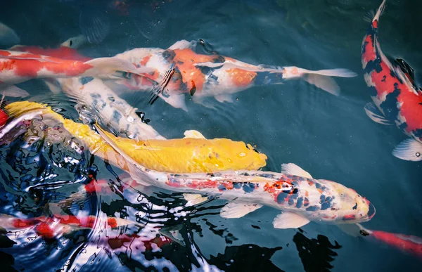 表面の水のカラフルな派手な koi の魚 — ストック写真