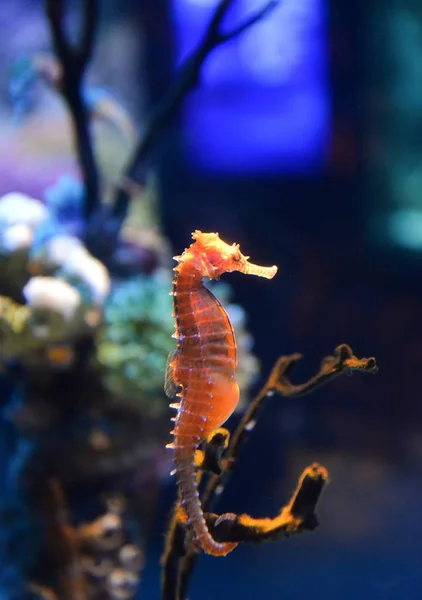 Seahorse cute sea animal / beautiful orange sea horse swimming u — Stock Photo, Image