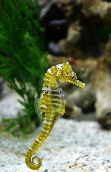 Espinhoso Seahorse bonito mar bonito e animal cavalo marinho amarelo swi — Fotografia de Stock