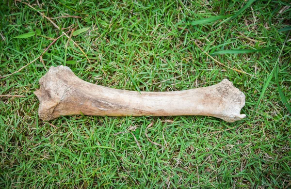 Animal bone on green grass meadow for dog