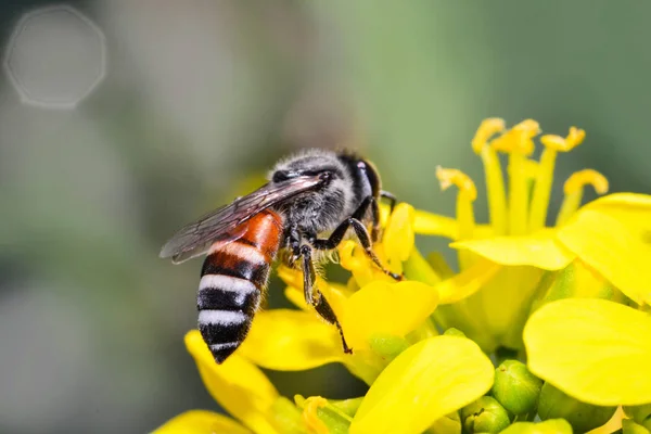 노란색 꽃에 곤충 꿀벌 가까이 honeyb에 대 한 꽃가루를 수집 — 스톡 사진