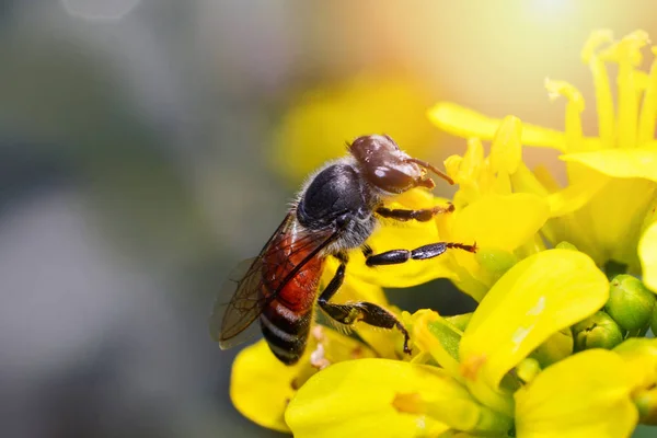Nahaufnahme Insekt Biene auf gelben Blüten sammelt Pollen für Honig — Stockfoto
