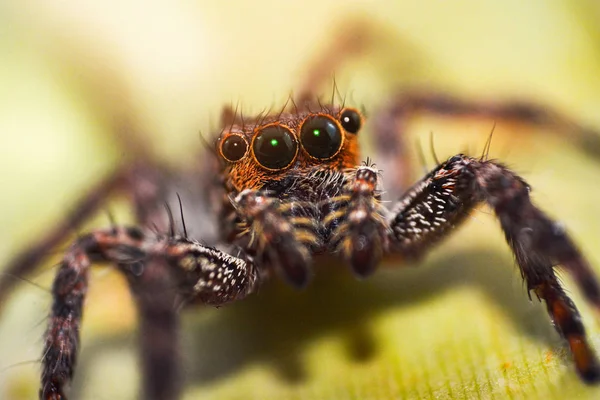 Springen Spinne bunt auf Natur grün Blatt Pflanze Hintergrund — Stockfoto