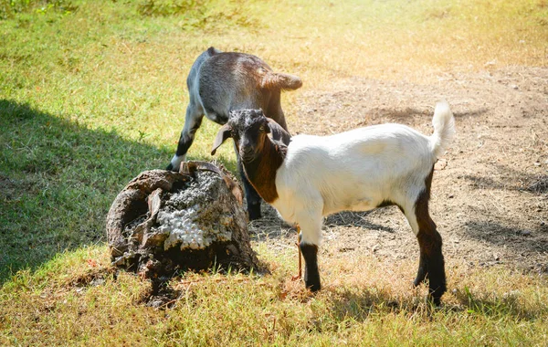 Branco e preto jovem cabra crianças de pé no prado verde no — Fotografia de Stock