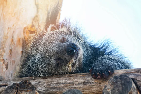 Bearcat или arctictis binturong, лежа спать расслабиться на дереве — стоковое фото