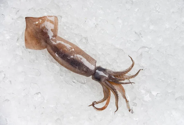 Fresh raw squid on ice background in the seafood supermarket — Stock Photo, Image