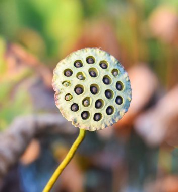 Lotus tohumlar lotus gölet alanı doğa arka plan üzerinde