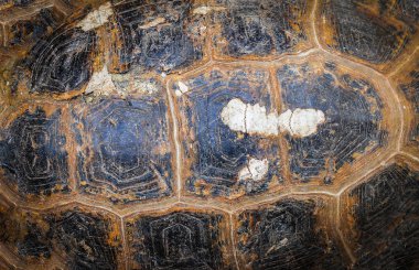 Kaplumbağa kabuğu üstten görünüm armatürü kaplumbağa yeniden eski kırdı, yakın çekim