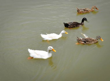 Nehirde yüzen renkli Yüzme Havuz tr ördek