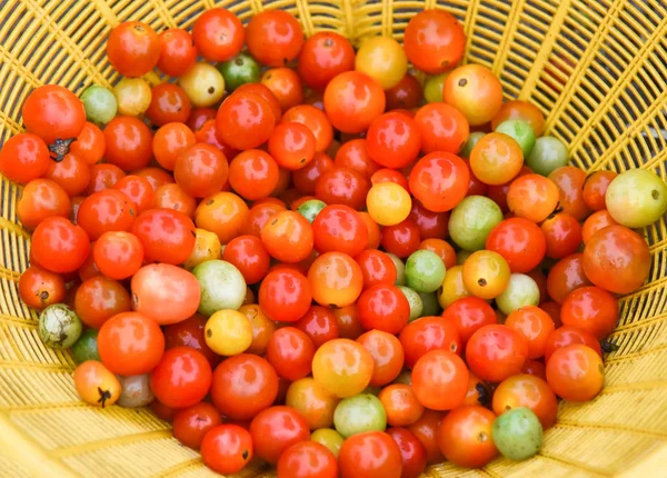 Fresh tomatoes vine in basket harvest from tomato garden agricul