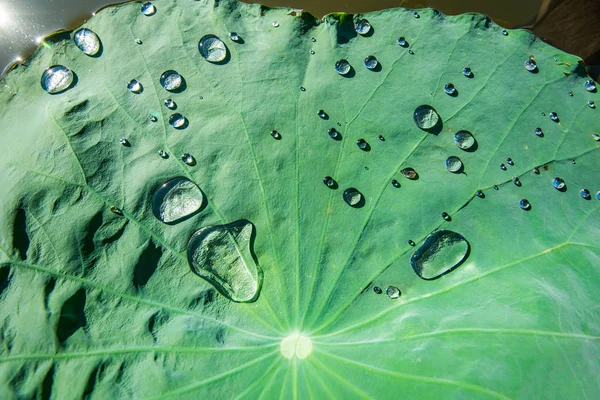 Foglia di loto con goccia d'acqua in cima foglie verdi e luce nel — Foto Stock