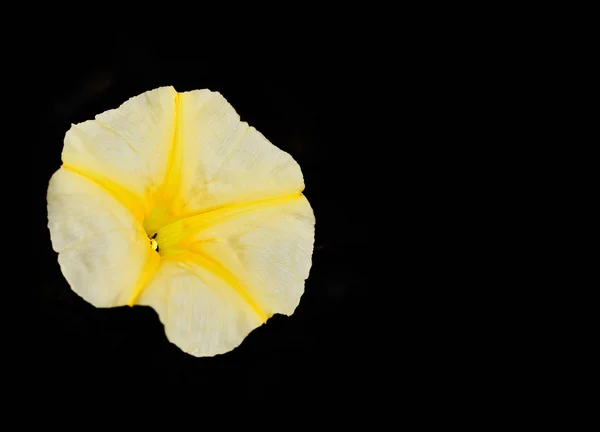 Желтый цветок Petunia изолирован на черном фоне — стоковое фото