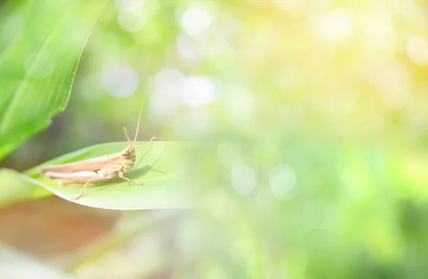 Green meadow grasshopper on plant soft focus nature light blur b — Stock Photo, Image