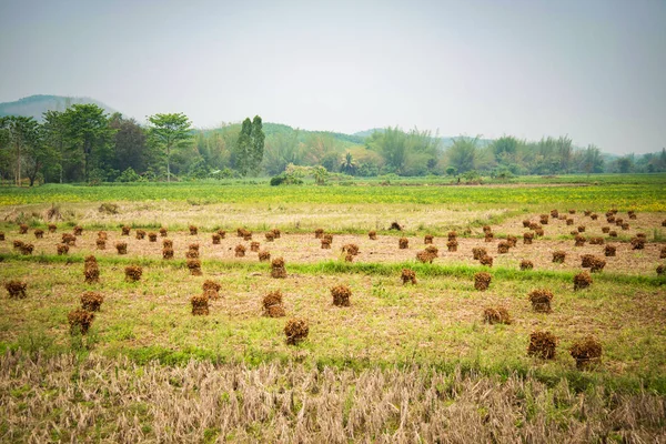 Colheita plantação de soja em campo de arroz agricultura fazenda Ásia — Fotografia de Stock