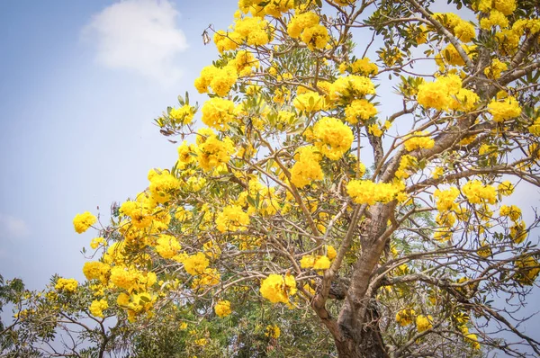 Silberner Trompetenbaum / goldener paraguayischer gelber Blumenbaum — Stockfoto