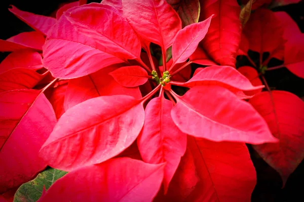 Primer plano de la estrella de Navidad - flor roja puntiaguda floreciendo en —  Fotos de Stock