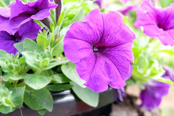 Mor ya da pembe Petunya çiçek çiçek bahar bahçe geri