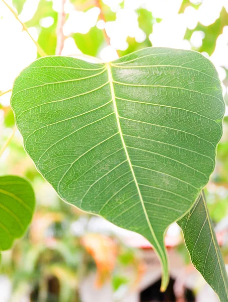Yeşil bodhi ağacı yaprağına