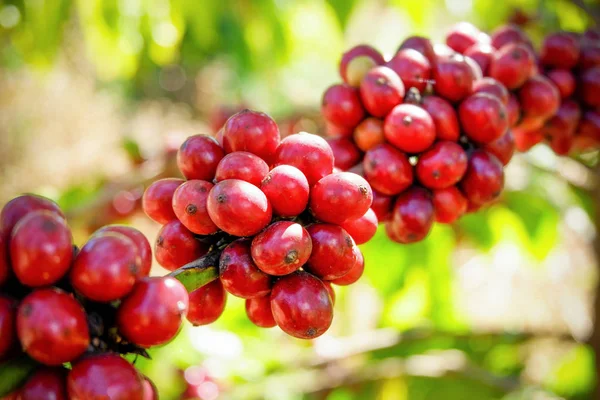Červená kávy bean na strom v poli a slunečního záření — Stock fotografie