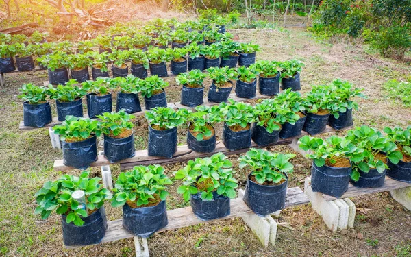 在花园农场的锅里种植草莓 — 图库照片