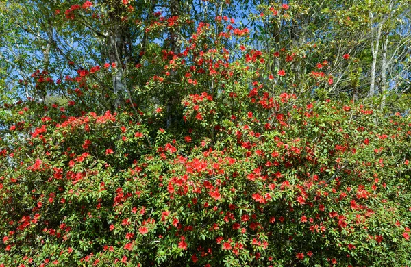 森の花の赤いツツジの花 — ストック写真