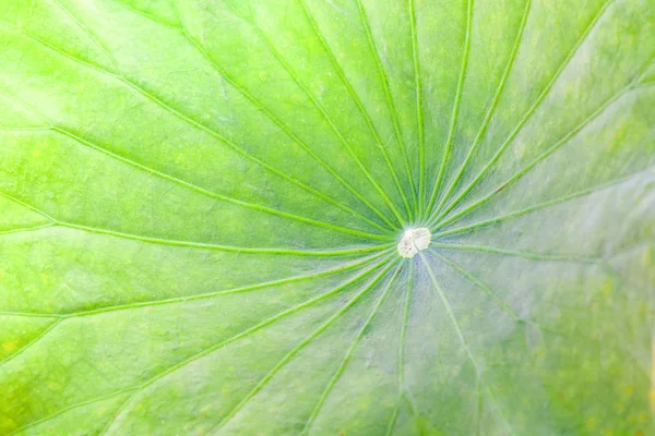 Gros plan sur la texture des feuilles de lotus vert ou de nénuphar d'étang b — Photo
