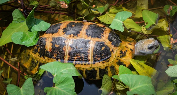 Tortuga de agua dulce flotando nadando en el estanque — Foto de Stock