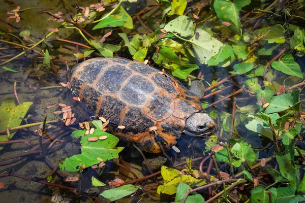 Tortuga de agua dulce flotando nadando en el estanque / Tortuga comiendo verduras — Foto de Stock