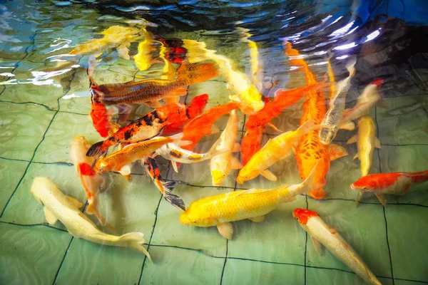 Bunte Koi-Fische auf dem Oberflächenwasser — Stockfoto