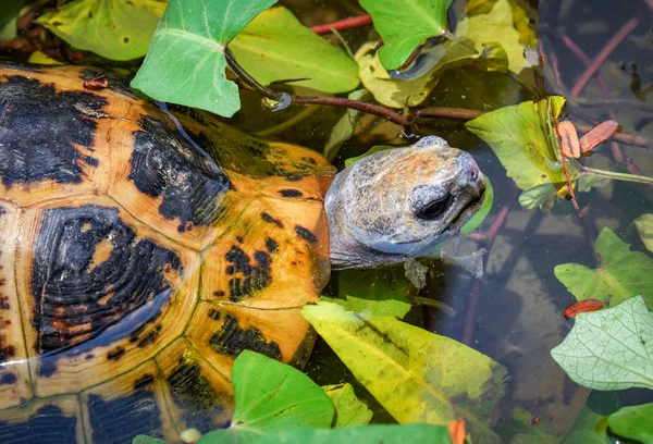 Свежая черепаха плавает на пруду — стоковое фото