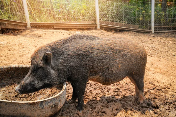 Black pig - Wild boar forest foraging eating on large cage in th