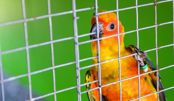 Loro Sun Conure con plumas amarillas anaranjadas loro colorido —  Fotos de Stock